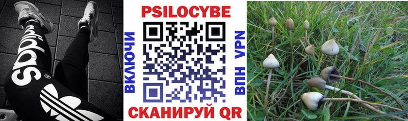 Галлюциногенные грибы GOLDEN TEACHER  Купить закладки  Буй 